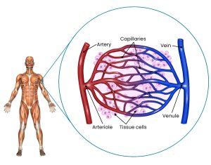 A diagram of the cardiopulmonary system.